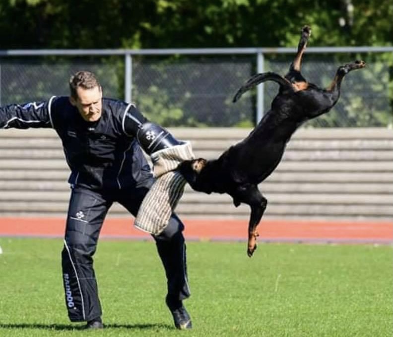 Obedience/Protection Judge